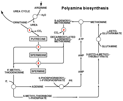 Polyamine biosynthesis